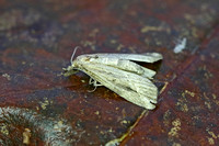 Pinion-streaked Snout (Schrankia costaestrigalis)