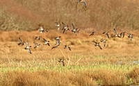 Green-winged Teal (Drake & Common Teal)