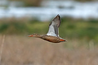Northern Shoveler (Duck)