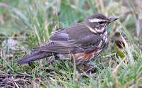 Redwing (Adult)