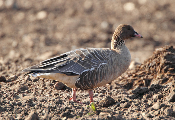 Pink-footed Goose (Adult)