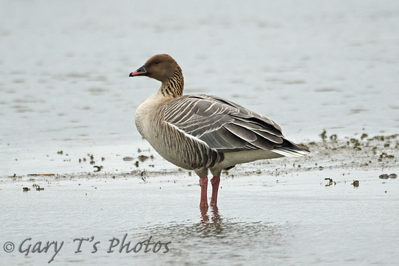 Pink-footed Goose (Adult)