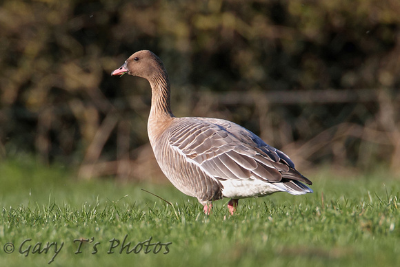 Pink-footed Goose (Adult)