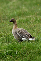 Pink-footed Goose (Adult)