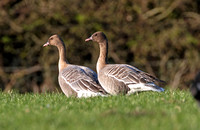 Pink-footed Goose (Adults)
