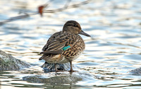 Green-winged Teal (Duck)