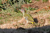 Iberian Green Woodpecker (Male)