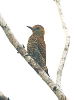 Red-stained Woodpecker (Female)