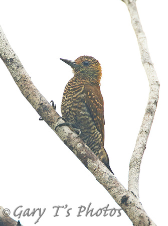 Red-stained Woodpecker (Female)