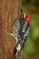 Red-breasted Sapsucker (Male)