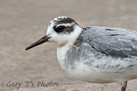 Grey Phalarope (1st Winter)