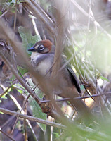 Rusty-crowned Ground-sparrow