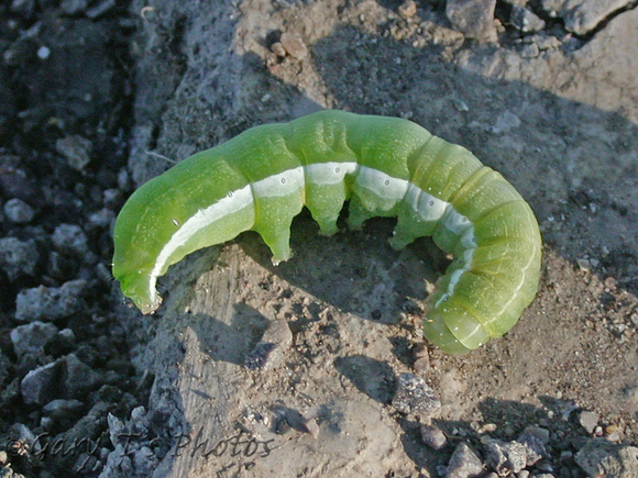 Hebrew Character (Orthosia gothica - Caterpillar)