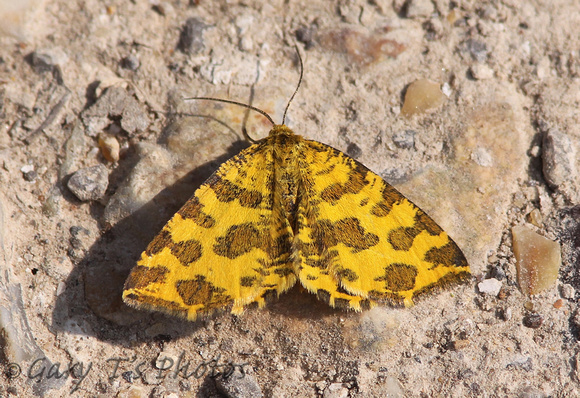 Speckled Yellow (Pseudopanthera macularia)