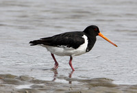 South Island Pied Oystercatcher (Adult Summer)