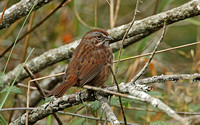 Song Sparrow (Adult)