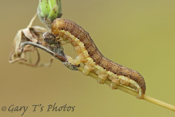 Small Ranunculus (Caterpillar)