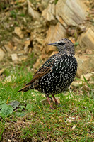 Shetland Starling (Sturnus vulgaris zetlandicus - Juvenile/Winter)