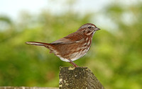 Song Sparrow (Adult)
