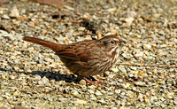 Song Sparrow (Juvenile)