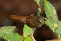 Sri Lanka Bush Warbler