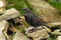 Shetland Starling (Sturnus vulgaris zetlandicus - Juvenile/Winter)