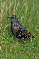 Shetland Starling (Sturnus vulgaris zetlandicus - Winter)