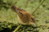 Sedge Warbler (Juvenile)