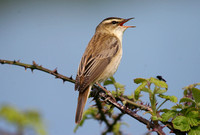 Sedge Warbler