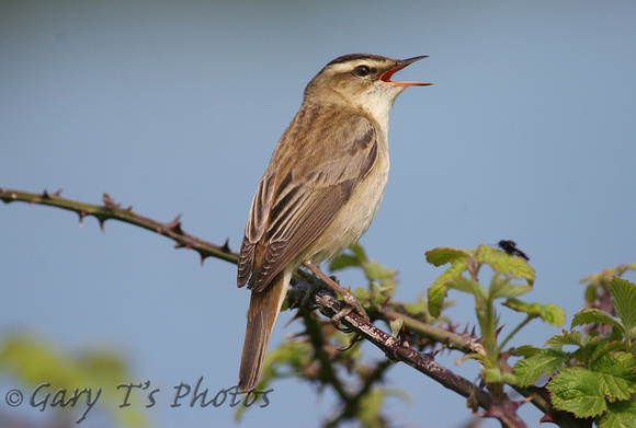 Sedge Warbler (Adult)