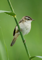 Sedge Warbler (Adult)