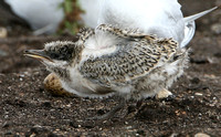 Sandwich Tern