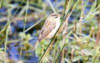 Sedge Warbler (Juvenile)