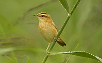 Sedge Warbler (Adult)