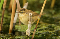 Sedge Warbler (Juvenile)