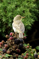 Melodious Warbler