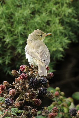 Melodious Warbler