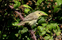 Melodious Warbler