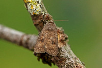 Mottled Rustic (Caradrina morpheus)