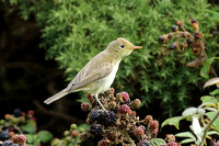 Melodious Warbler