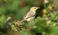 Melodious Warbler