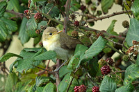 Melodious Warbler