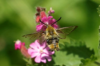 Narrow-bordered Bee Hawk-moth (Hemaris tityus)