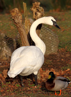 Trumpeter Swan