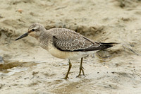 Red Knot (Juvenile)