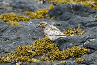 Red Knot (Adult Summer)