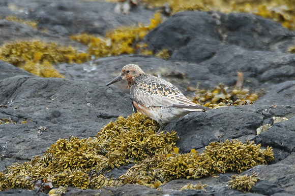 Red Knot (Adult Summer)
