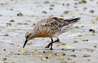 Red Knot (Adult Moulting)