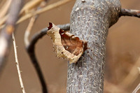 Purple Thorn (Selenia tetralunaria)