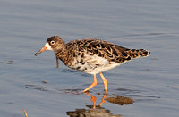 Ruff (Adult Male Moulting)